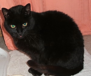 Kater aus dem Tierschutz mit 11 Jahren