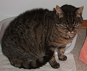 Katze aus dem Tierschutz mit 17 Jahren